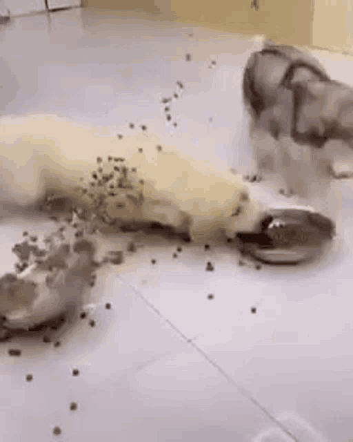 a dog is laying on the floor eating food from a bowl .
