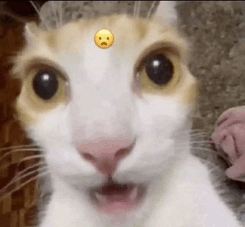Cat Shoked Shocked Cat GIF - Cat Shoked Shocked Cat Cat Shocked GIFs