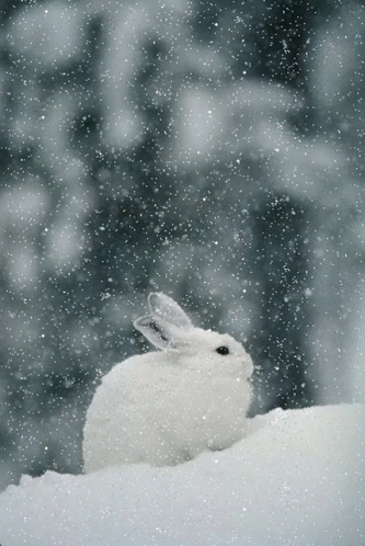 Xoxo Rabbit GIF - Xoxo Rabbit Bunny GIFs