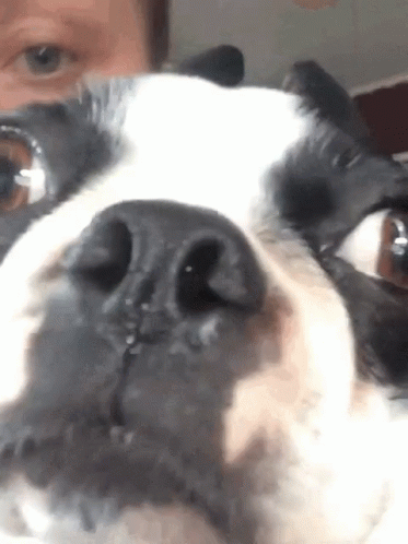 Boston Terrier Surprised GIF - Boston Terrier Surprised Shocked GIFs