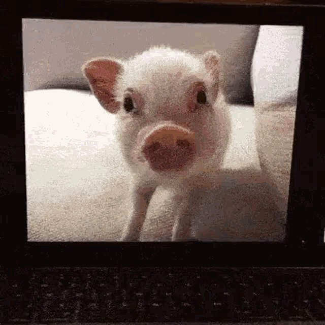 Pig Laptop GIF - Pig Laptop GIFs