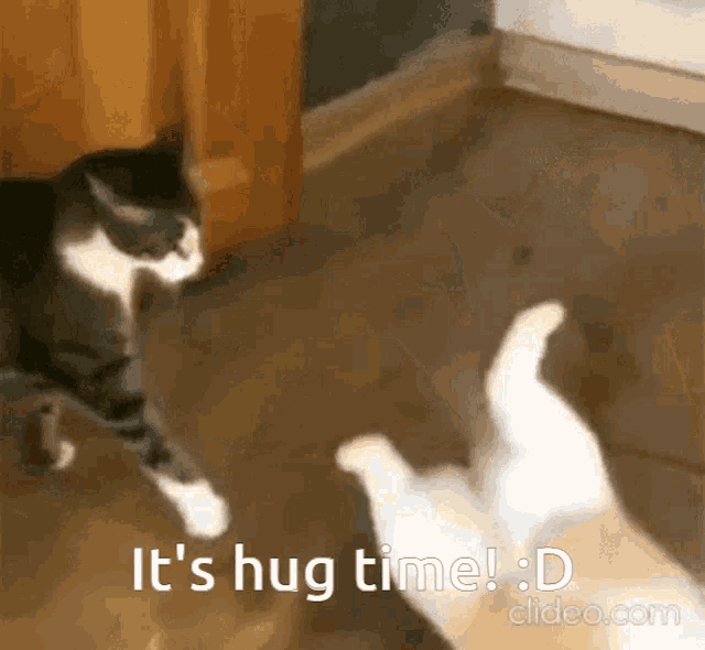 Hug Cat GIF - Hug Cat GIFs