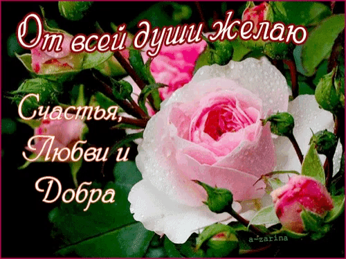 a greeting card in russian with a pink rose in the foreground