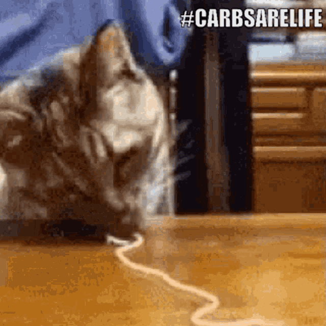 Carbs Are Life Cat GIF - Carbs Are Life Cat Spaghetti GIFs