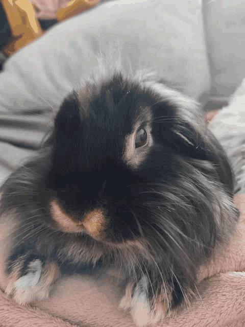 a close up of a black and white rabbit laying on a pink blanket