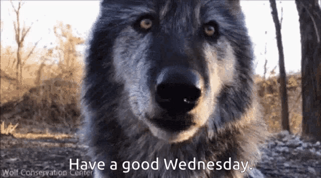 a wolf says have a good wednesday in front of trees
