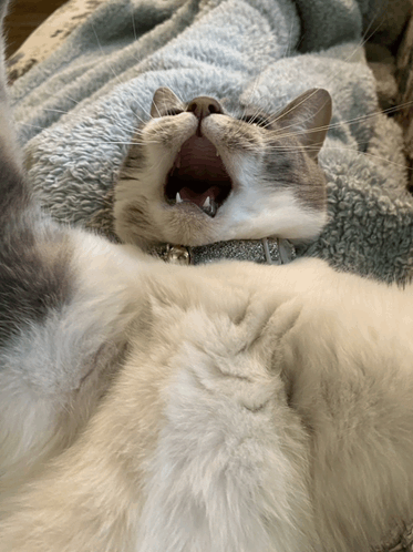 Mad Cat Angry Cat GIF - Mad Cat Angry Cat GIFs