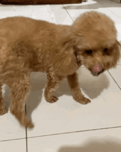 a small brown dog standing on a tiled floor