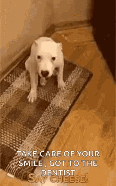 a small white dog is standing on a rug on the floor .