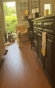 a small white dog is walking in a living room
