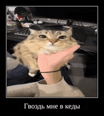 a picture of a cat being petted by a person with a foreign language caption