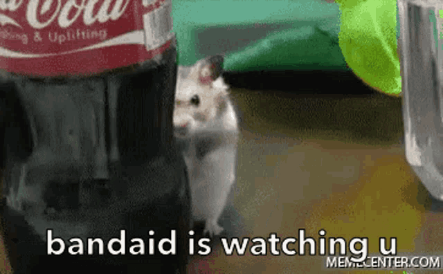 Bandaid Bandaidhamster GIF - Bandaid Bandaidhamster Watchingu GIFs