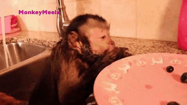 Taking A Bath Monkey Meela GIF - Taking A Bath Monkey Meela Monkeyboo GIFs