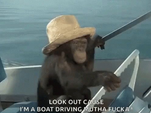 Driving Monkey Funny Animals GIF - Driving Monkey Funny Animals Monkeys GIFs