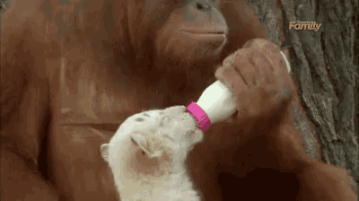 an orangutan is feeding a baby lion a bottle of milk .
