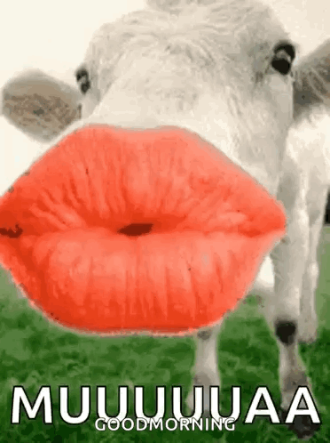 Kisses Cow GIF - Kisses Cow Love GIFs