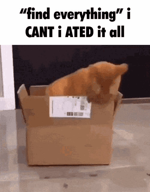 Find Everything Cat GIF