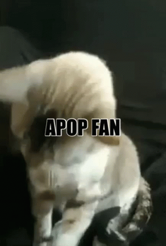 Apop Apopfan GIF - Apop Apopfan Apop Real GIFs