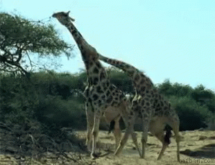 Giraffes Fighting GIF - Giraffes Fighting GIFs