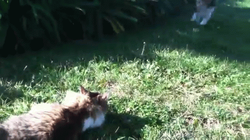Traffic GIF - Cats Dogs Play GIFs