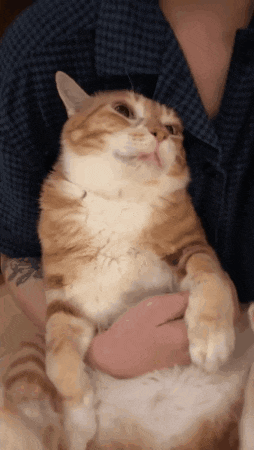 a cat is being held by a person in a blue shirt