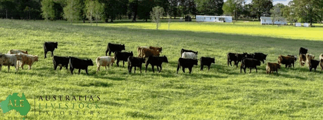 a herd of cattle grazing in a grassy field with the words australia 's livestock exporters
