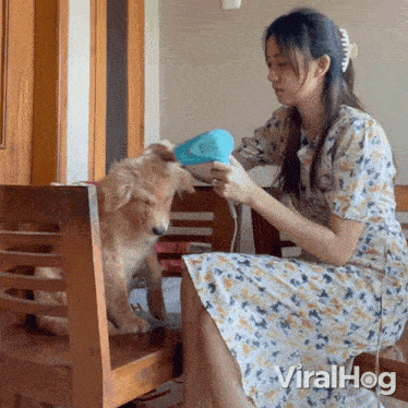 Blow Drying The Dog Viralhog GIF - Blow Drying The Dog Dog Viralhog GIFs