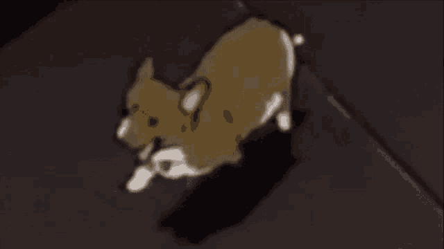 a brown and white dog is running on a dark sidewalk .
