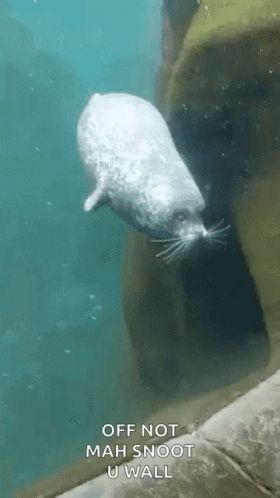 Sea Seal GIF - Sea Seal Bump GIFs