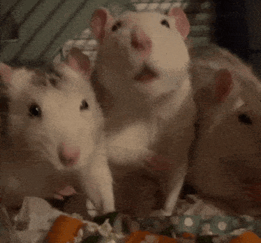 three white mice are eating carrots together in a cage