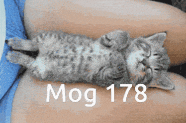 Mog Mogcat GIF - Mog Mogcat Mog 178 GIFs