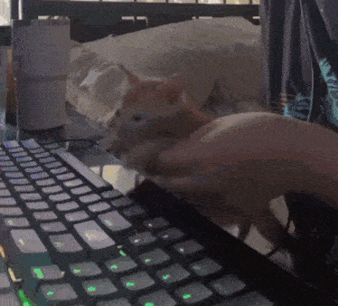 a person playing with a cat on a keyboard with green keys