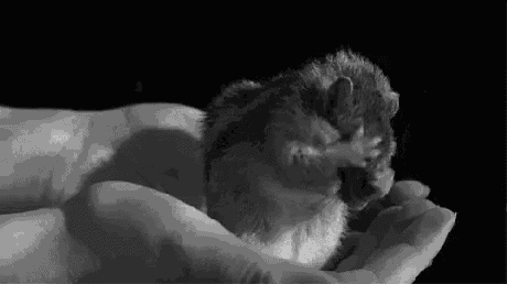 a black and white photo of a person holding a small hamster .