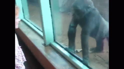 Little Girl And Baby Gorilla Become Friends GIF - Little Girl Kiss GIFs