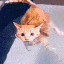 a cat is jumping into a bathtub with a person holding it .