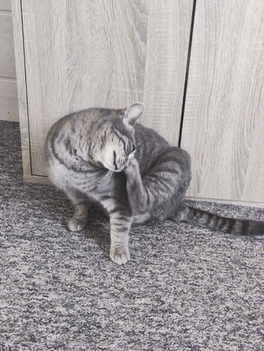 Cat Scratches GIF - Cat Scratches Face GIFs
