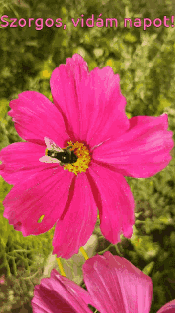 Virág Szorgos Szép Napot GIF