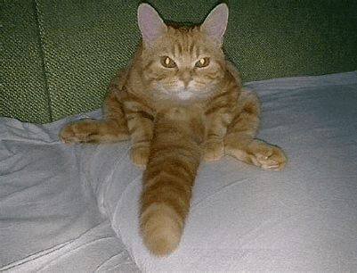 cat-kitten-speech-bubble-speech-discord-gif-25192162.gif