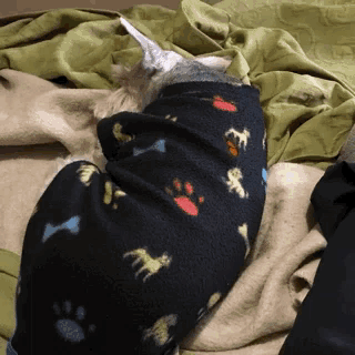 a cat wrapped in a blanket with paw prints