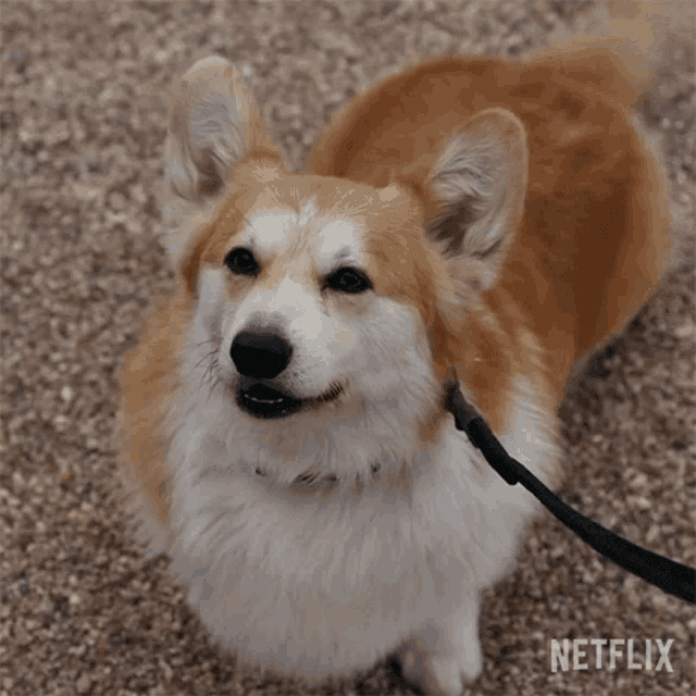 a corgi dog on a leash is looking up at the camera