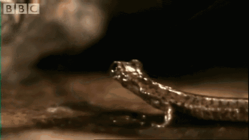 Better To Be A Lizard On The Ground Than A Fly On The Wall. GIF - Lizard Fly Cricket GIFs