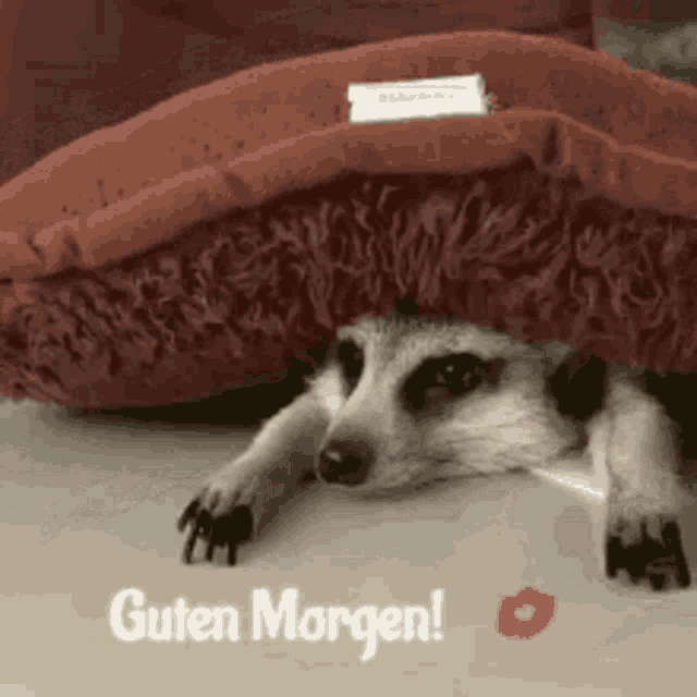 Guten Morgen Good Morning GIF - Guten Morgen Good Morning Raccoon GIFs