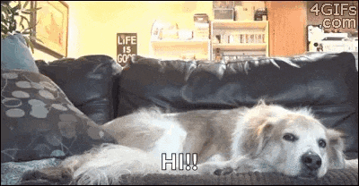 a dog is laying on a couch and says hi !!