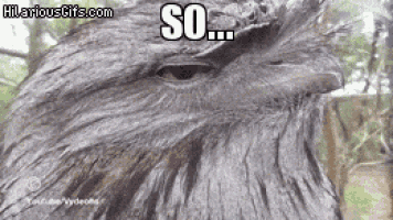 a close up of a bird 's face with the words so written above it