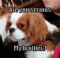 a cavalier king charles spaniel is looking at the camera with the words `` are you serious my brother '' .
