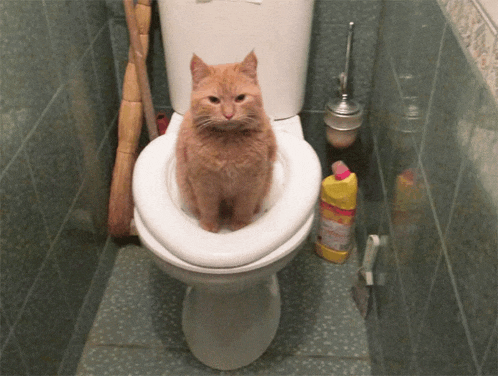 a cat is sitting on a toilet next to a bottle of bleach