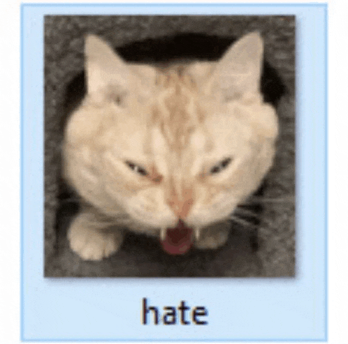 a picture of a cat with its tongue out and the word hate below it