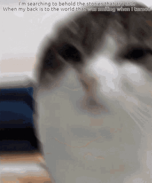 Enemy Cat GIF - Enemy Cat GIFs