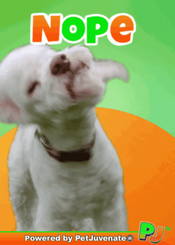 a picture of a white dog with the word nope written above it
