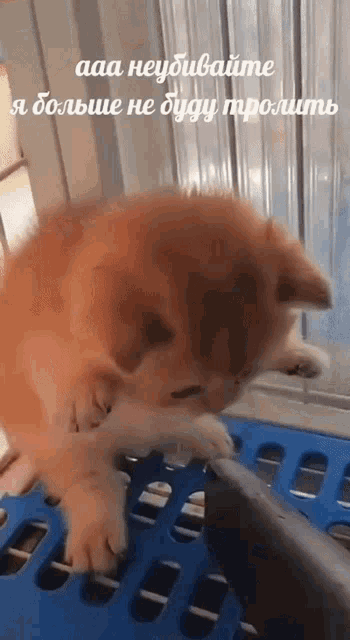 a kitten is playing with a fish in a blue cage with russian writing on the bottom